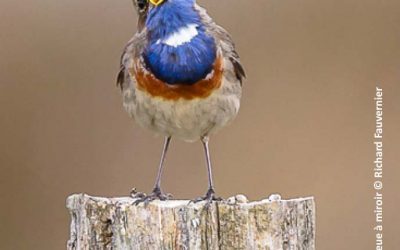 Initiation aux chants d’oiseaux à Mâlain