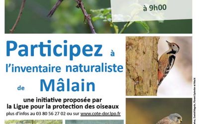 Inventaire de la biodiversité communale – Sortie numéro 2